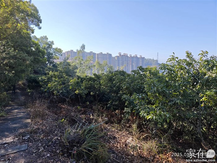 这片荔枝林当年开发商口口声声讲是租下了这山50年使用期，这些树给我们每户种一棵，呵呵。