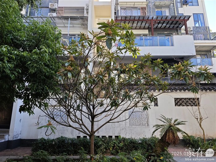 又是琵琶开花季