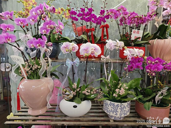 蝴蝶兰配上了文心兰，又香又好看。