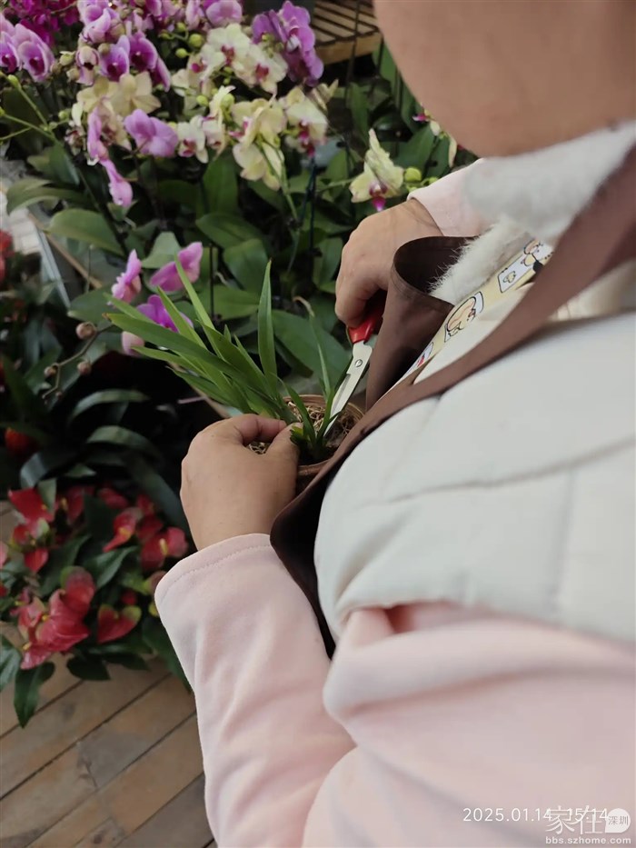 画师帮忙调理不开花的文心兰