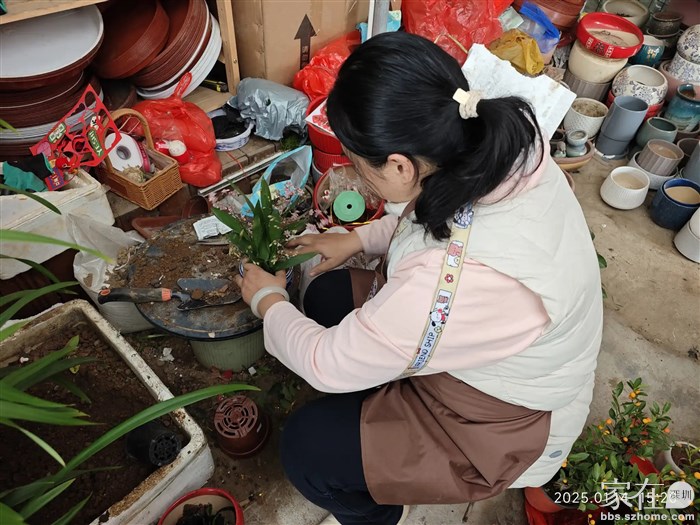 新买一束文心兰