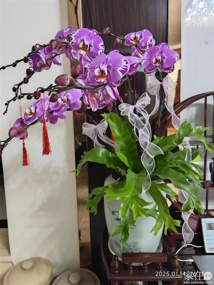 这次新弄的蝴蝶兰