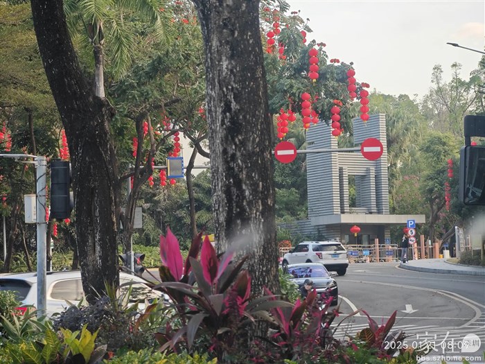 深圳大学前喜庆的灯笼。