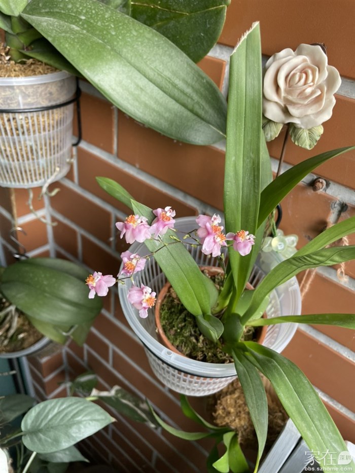 梦香兰越来越香