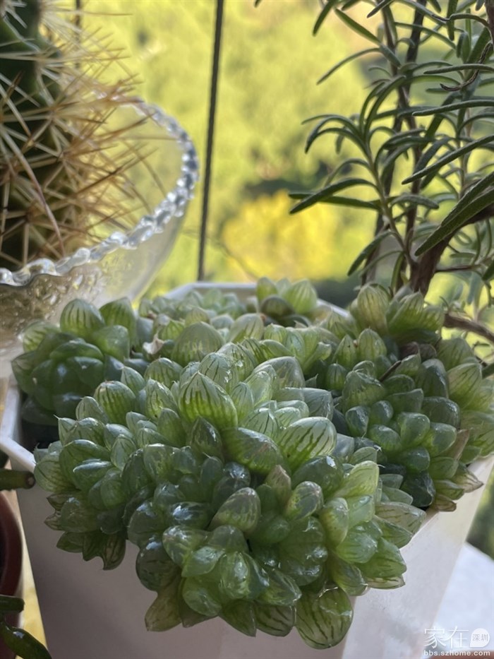 原生玉露占雀巢