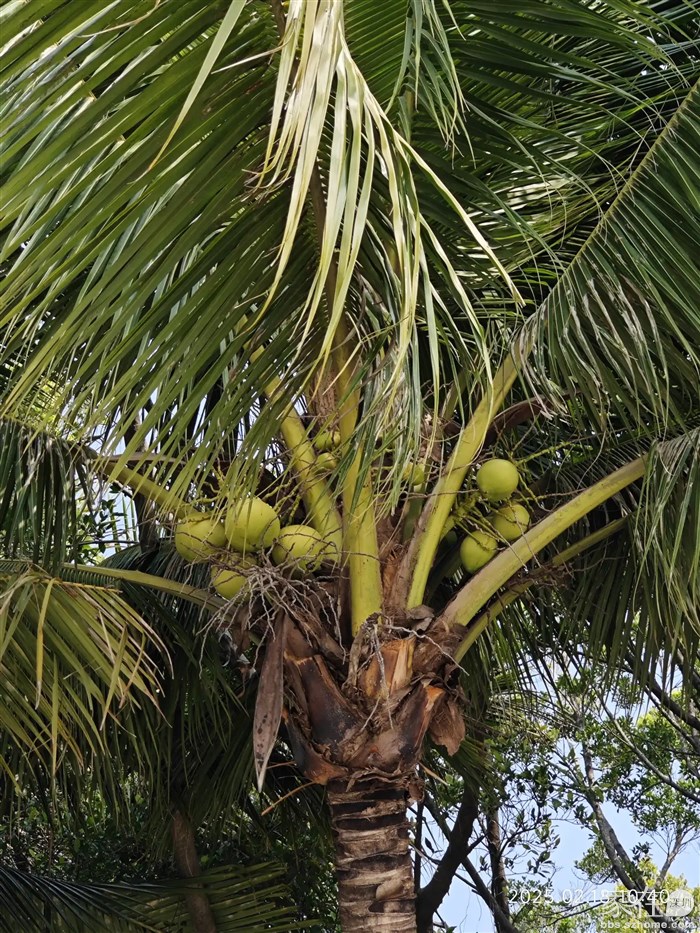 随着地球的升温，我看深圳都已经从亚热带变成热带了，要不怎么能长出椰子。