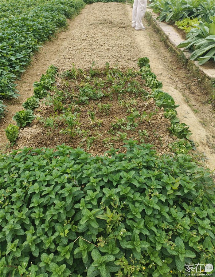 这块地种了豆角和薄荷