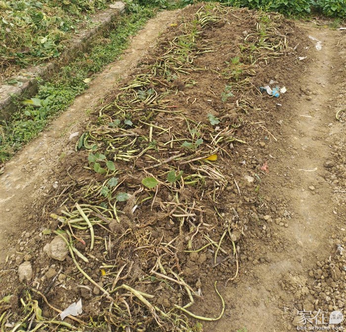 这块地种了辣椒茄子黄瓜