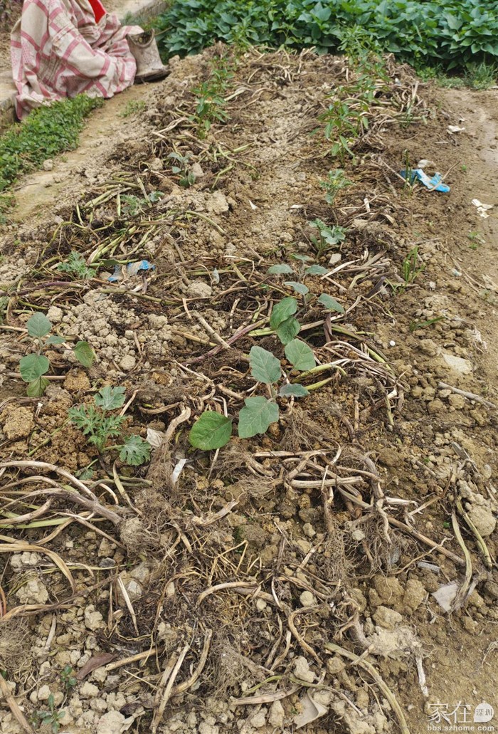 辣椒茄子黄瓜目前看种活了