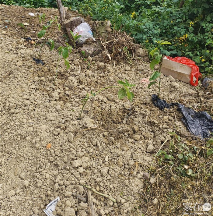 儿子种的百香果