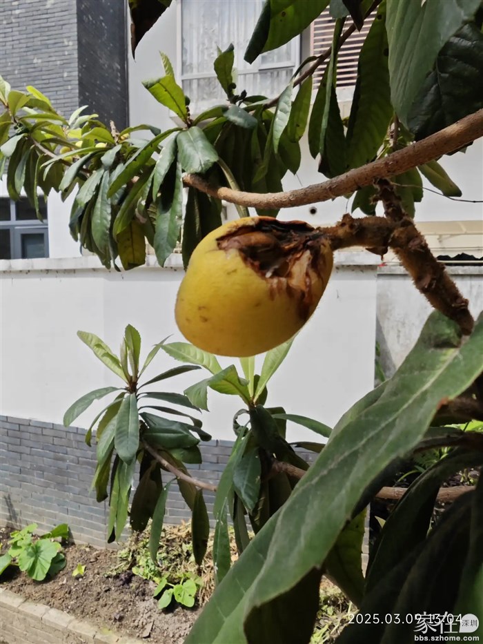 枇杷一熟就会有小鸟吃。