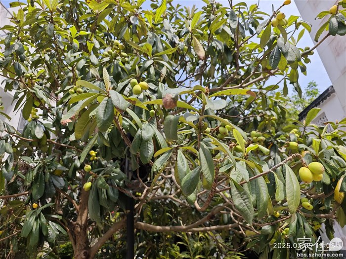 自己只能找点快熟的尝尝鲜。