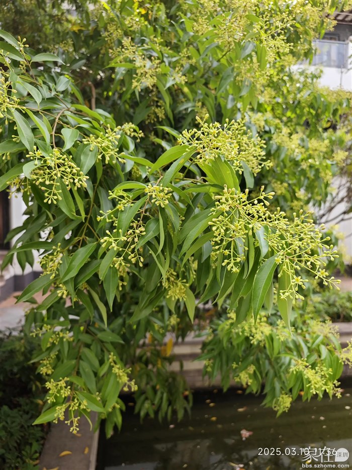 马上也要开的不知什么花