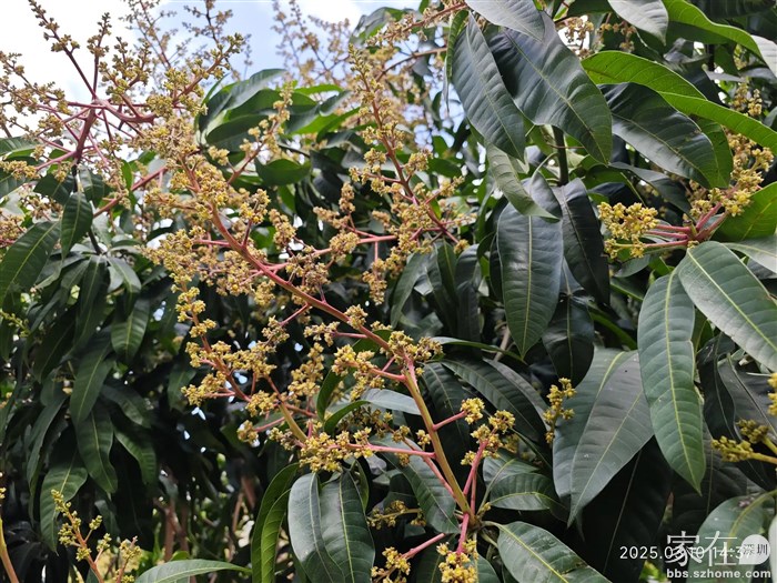 这个很快就会结出芒果了