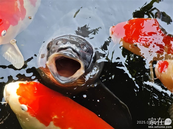 这草鱼起码50斤，太巨了。
