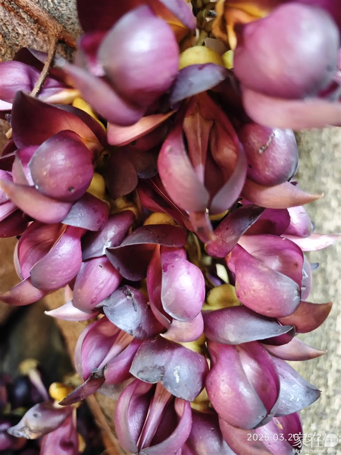 原来还有红色的和雀花
