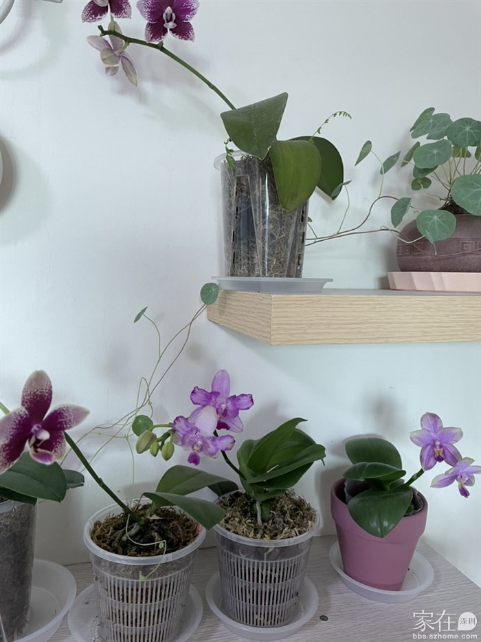 23年11月12日的大头宝宝，头茬花