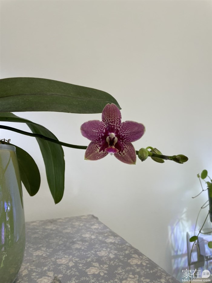 我站在这里遥望阳台的她们