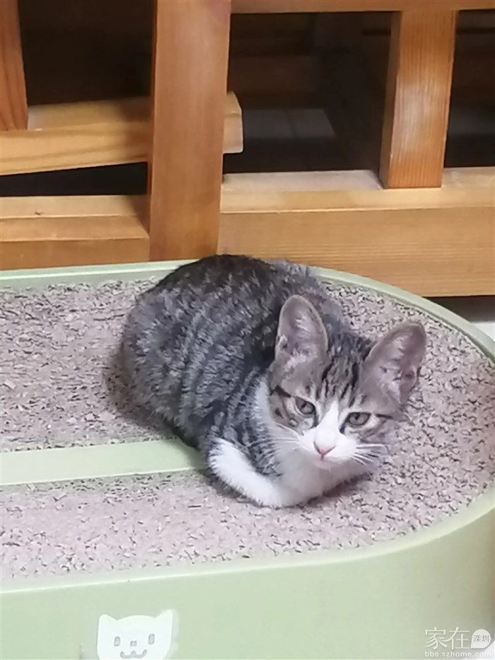 黑狸白考虑不，弟弟，两个月