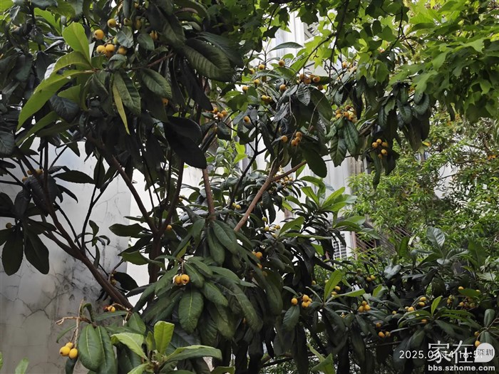 这棵琵琶过2天就全熟了，不过我就没那个口服喽。