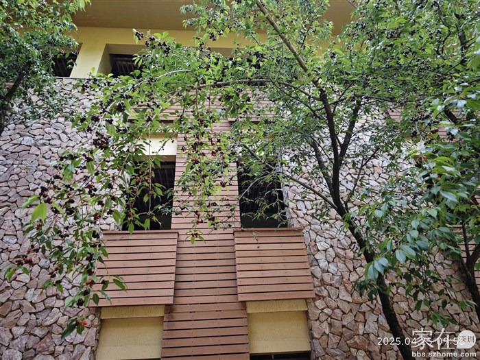 长满了野樱桃，可惜这些樱桃吃不得，太酸。