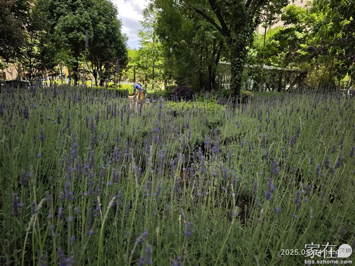 老小区的薰衣草又绽放了
