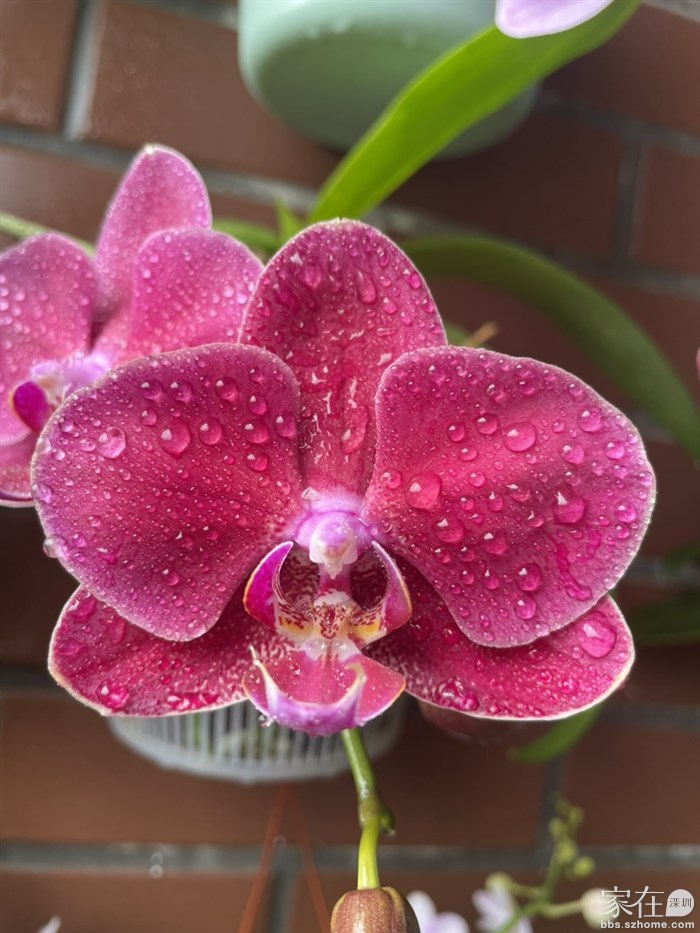 我的拉菲，可爱的拉菲，来又去的拉菲