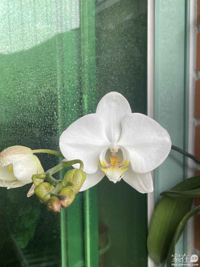 淡雅的大白，让我想起家人买的一个蛋糕