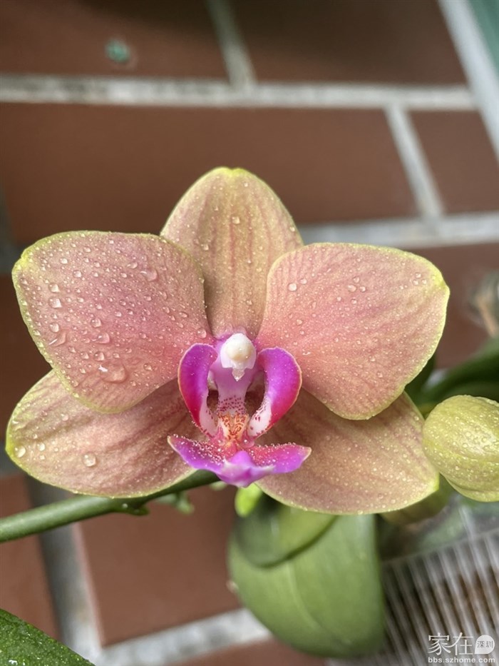 不知名，花润万家购入