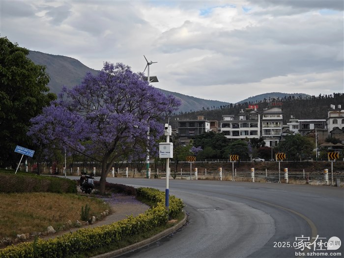 云南特有的蓝花楹