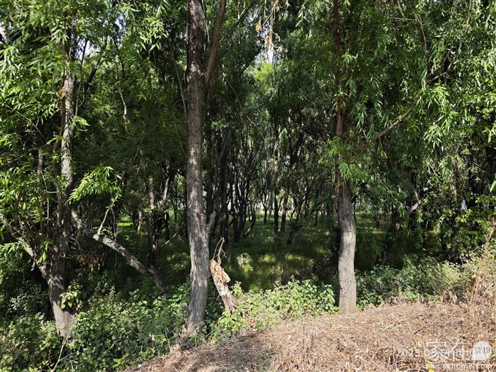 这片原始湿地林子，不是很多游人讲不喜欢过度开发吗，来呀，别往古城挤住我这边就能拥有原生态。