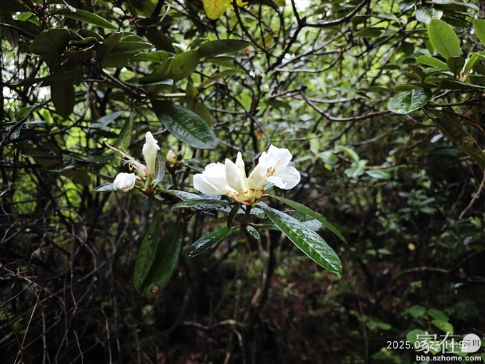 7月底了竟然还有杜鹃花开
