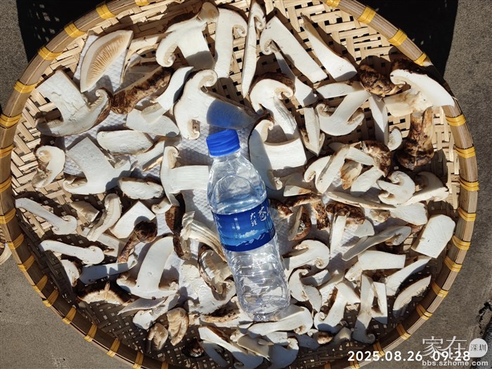 昨天晒之前的松茸