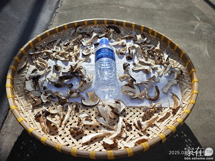 经过昨天塞了一天，已经缩小的都不知道多少了，今天再晒一天就ok。