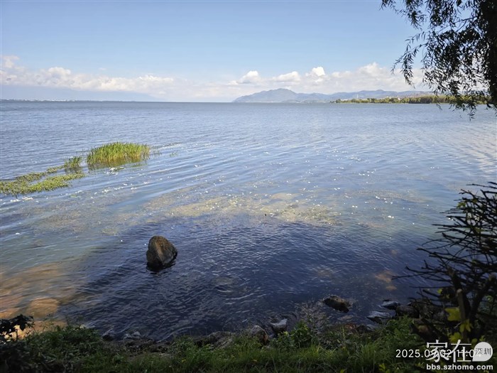 长满海菜花的水必须是洁净的，那些吐槽洱海水臭的，让他来看看。