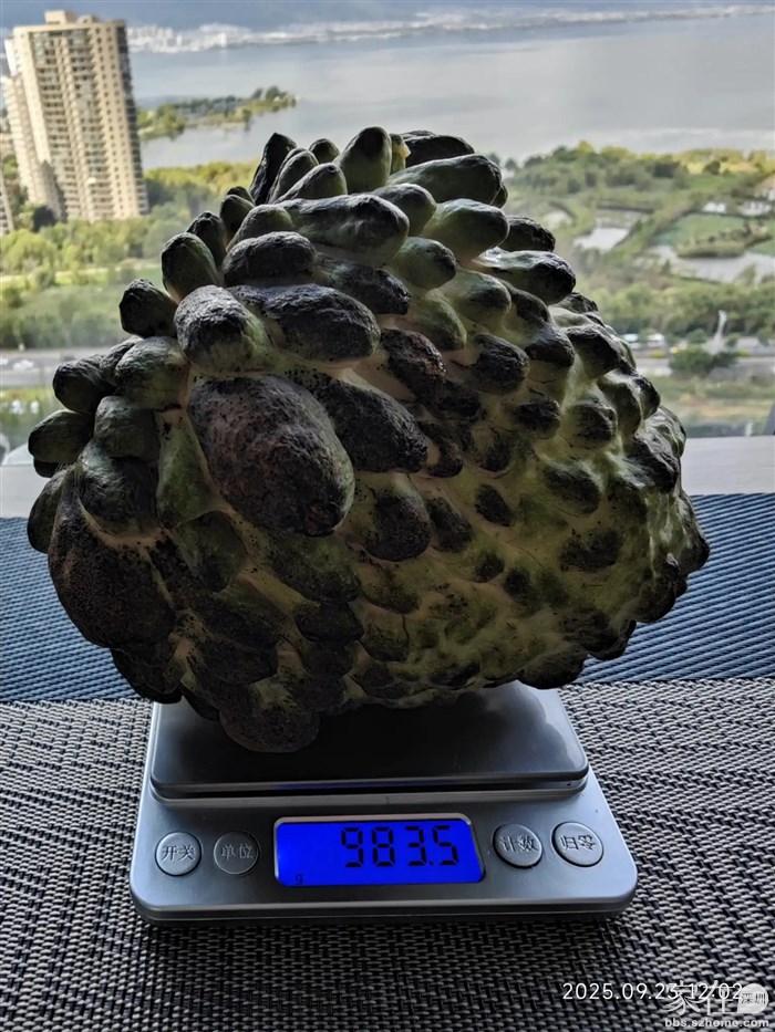 这个大的差不多2斤