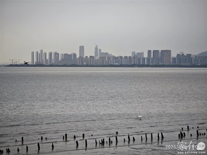 单只的黑脸琵鹭