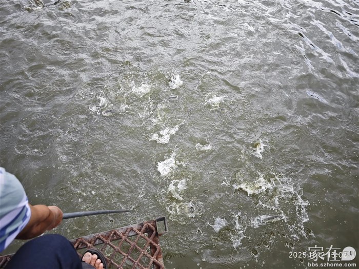 这鱼的密度有点夸张