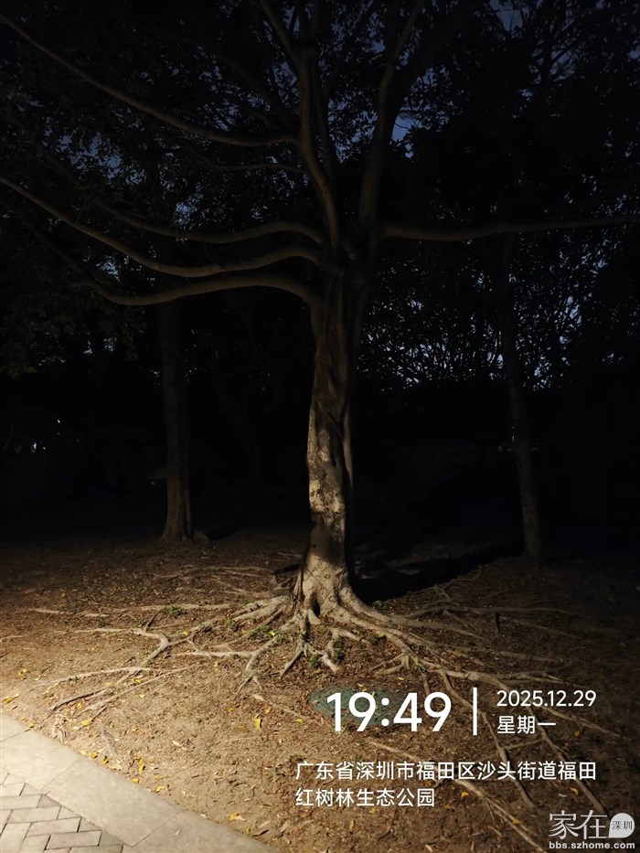 这棵树看上去感觉树枝和树根是一样的