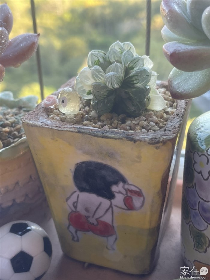 天线宝宝已服盆