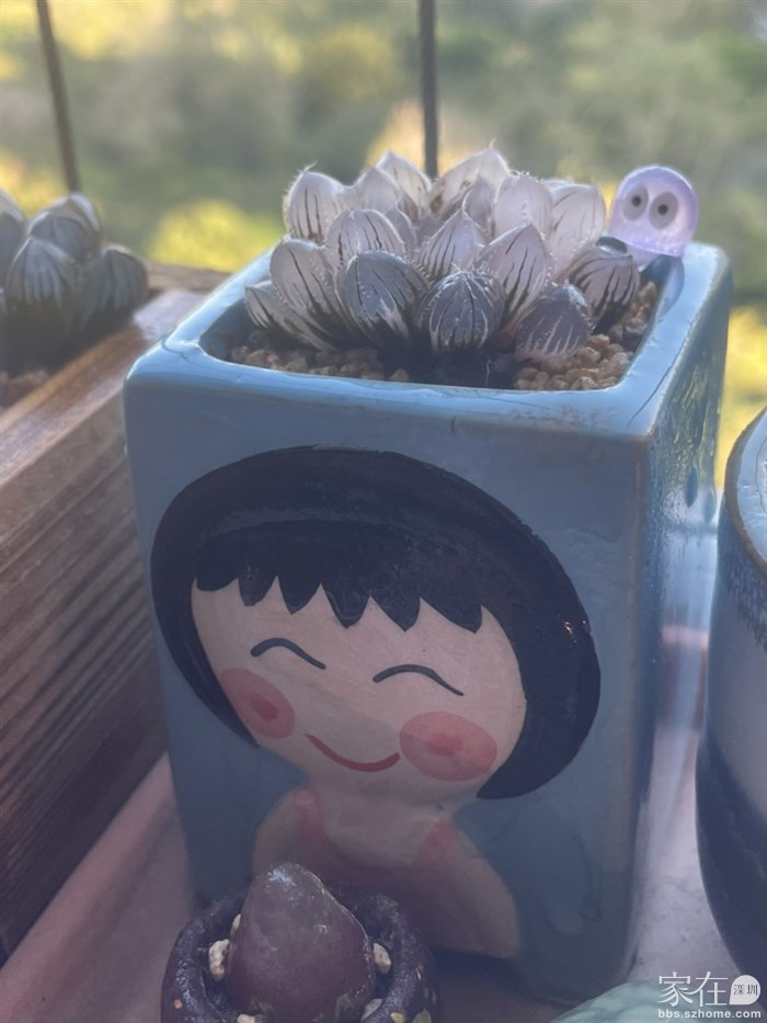 赤线锦极上斑已服盆