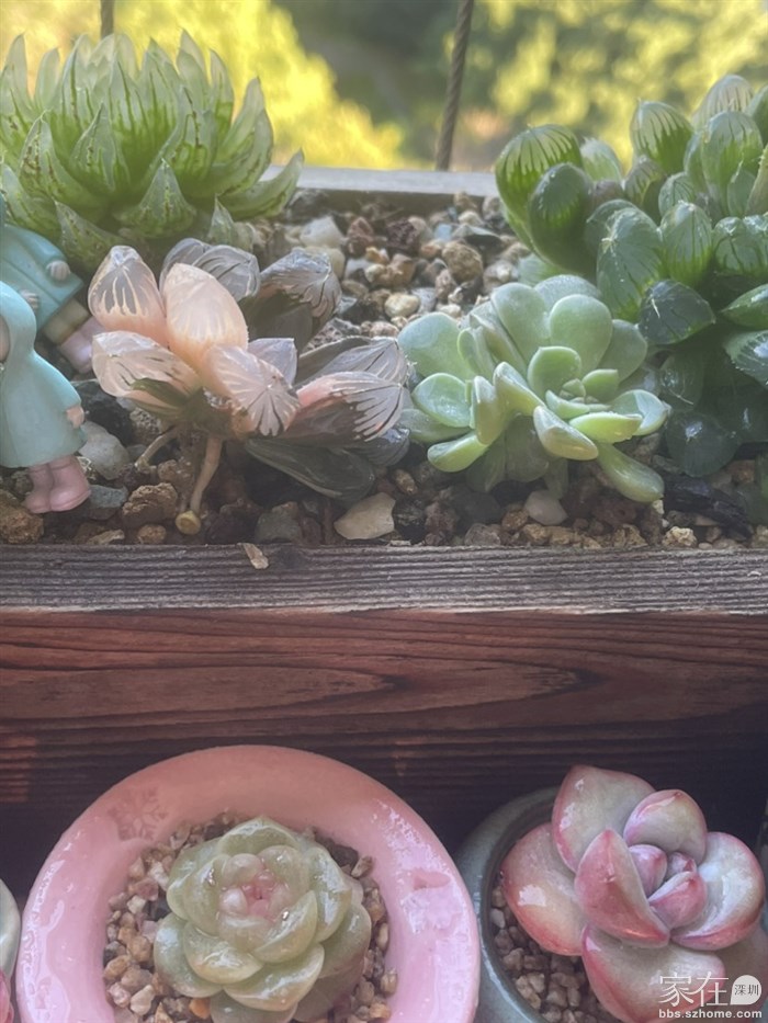 疯狂生长的老仔仔和不周正尚未服盆的霓虹灯