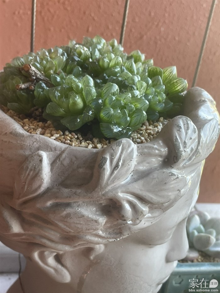 给实生玉露换了个大点的房子