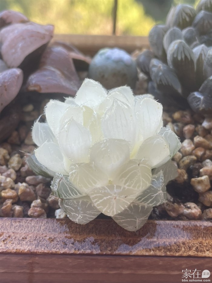 崧蓝很难服盆，一推就踉跄，等待