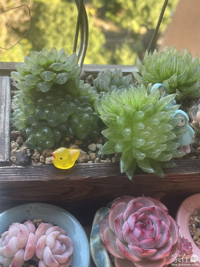 没换盆的仔仔们郁郁葱葱