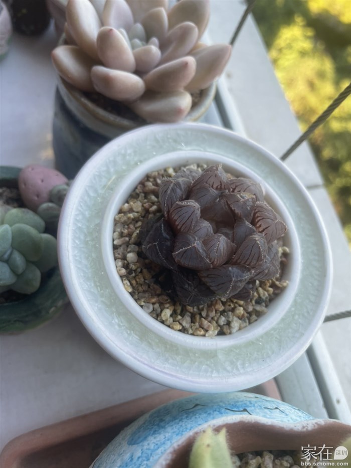 洛神不上镜，颜色是红色，侧面看透，换了大房子，估计差不多服盆