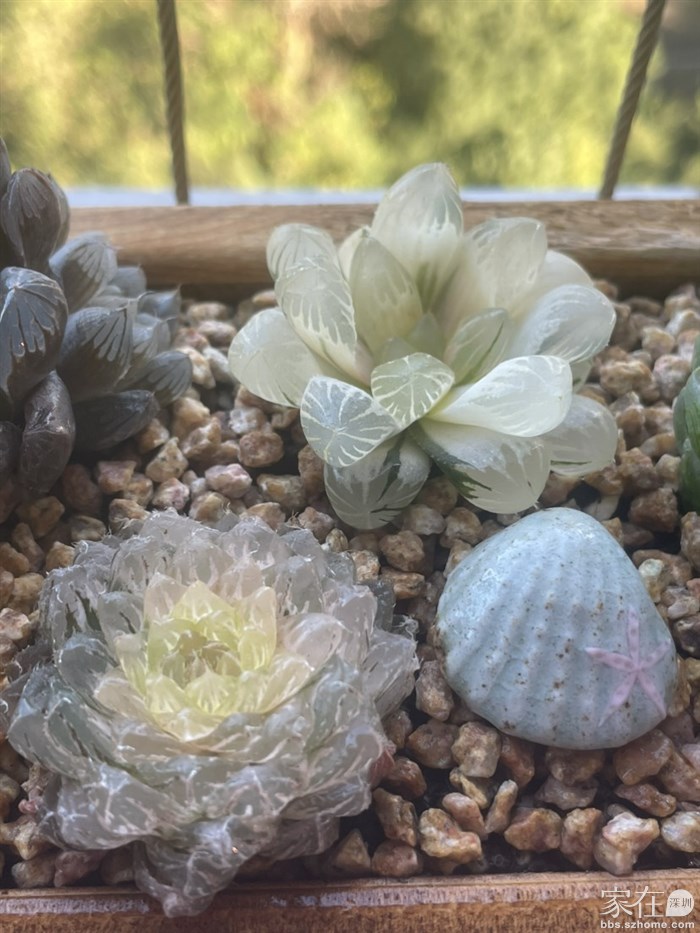 翠云服盆不易，有点蔫巴，霓虹灯很好服盆