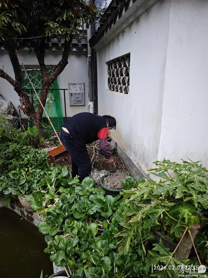 邻居奶奶每天都好充实的忙碌着
