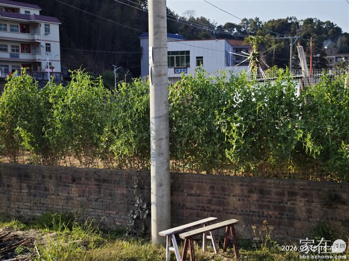 吃好午宴就在朋友乡下村子里溜达，收了点荷兰豆和包菜，好玩。