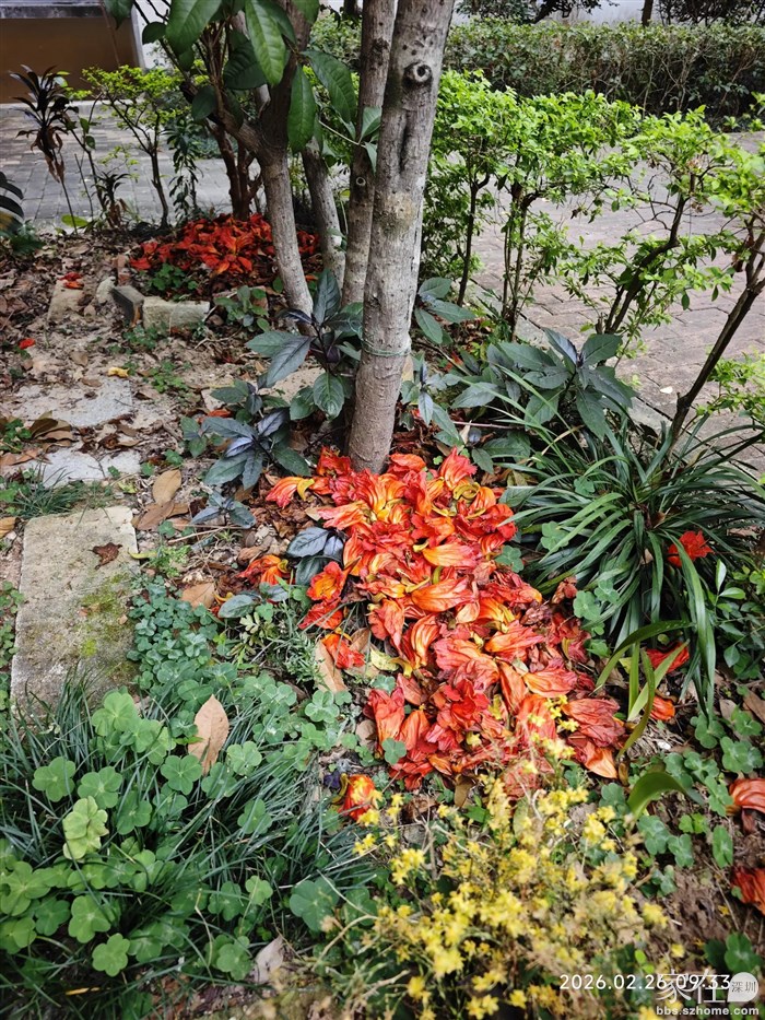 门前一棵大树每天都落下很多花，领导只要看见都会把落花收拾到院子里。